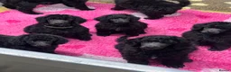 Standard Poodle dogs for sale: STANDARD POODLE PUPPIES FULLY TESTED PARENTS  - Advert 16