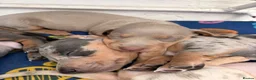 Miniature Dachshund dogs for sale: Last 2 girls left - Advert 13