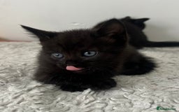 Domestic Shorthair cats for sale: 3 black kittens for sale  - Image 10