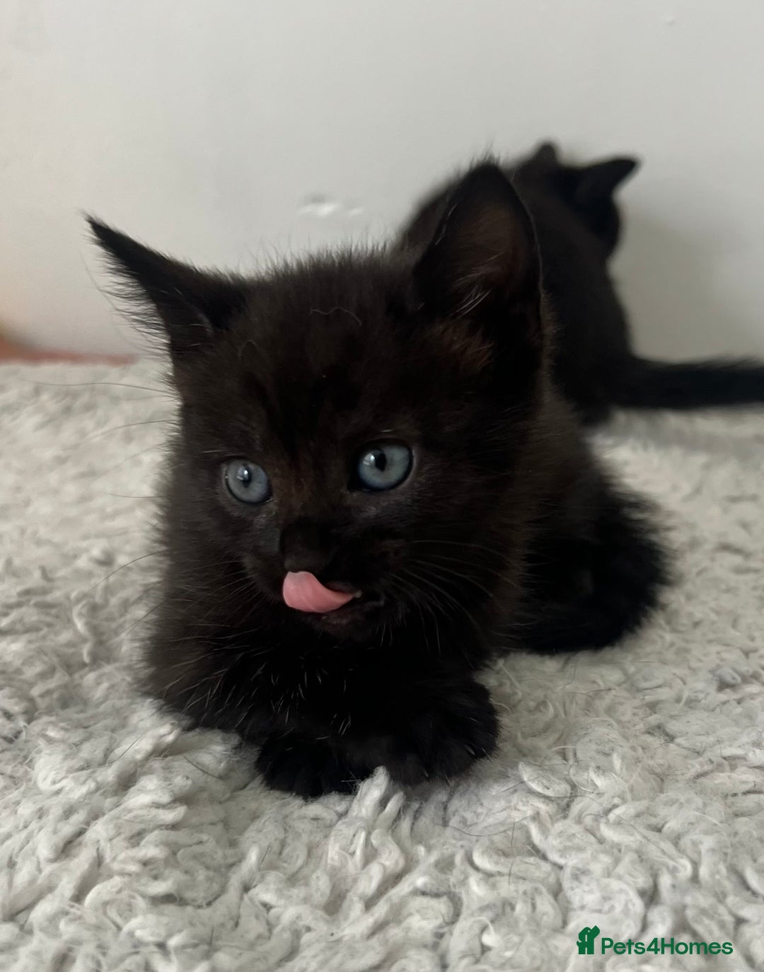 Domestic Shorthair cats for sale: 3 black kittens for sale  - Image 10