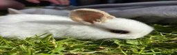 Mixed Breed rabbits for sale: Gorgeous mixed dwarf lop bunnies  - Advert 14