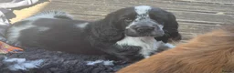 Cocker Spaniel dogs for sale: Outstanding Cocker Spaniel puppies READY NOW - Advert 13