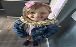 Python Snake reptiles for sale: Adult female Lesser platinum ball python - Image 4