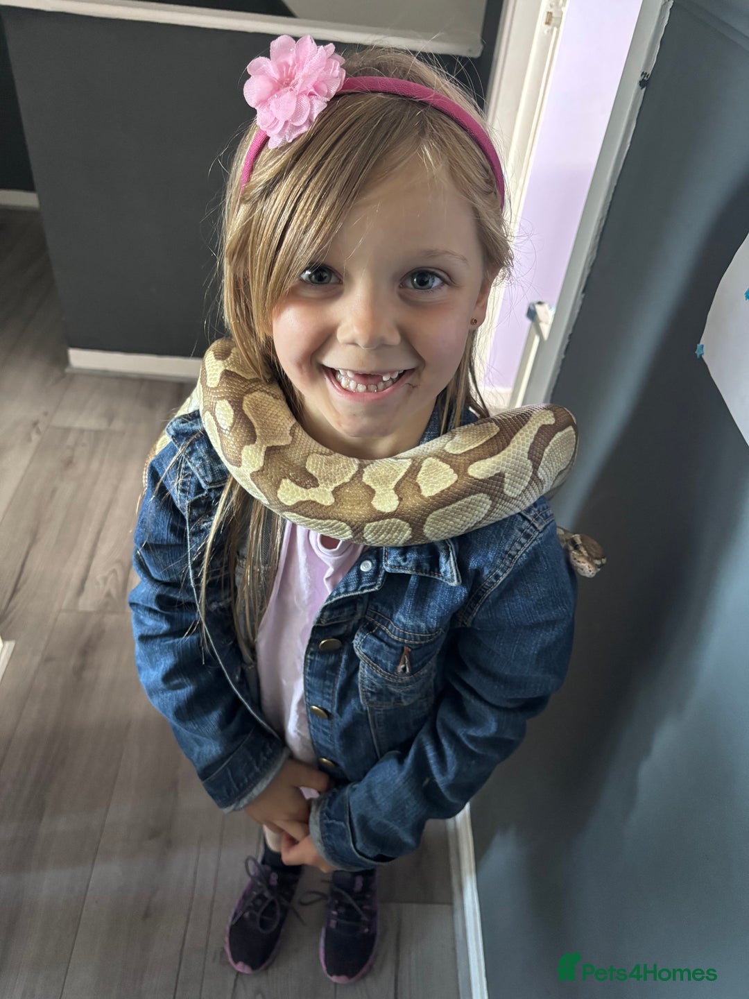 Python Snake reptiles for sale: Adult female Lesser platinum ball python - Image 4