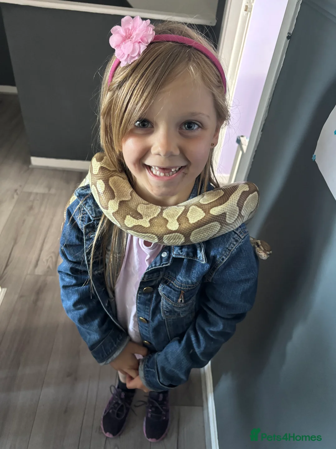 Python Snake reptiles for sale: Adult female may be enchi butter ball python - Advert 5