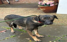 Mixed Breed dogs for adoption: Bubbles - Norwich Norfolk  - Advert 3