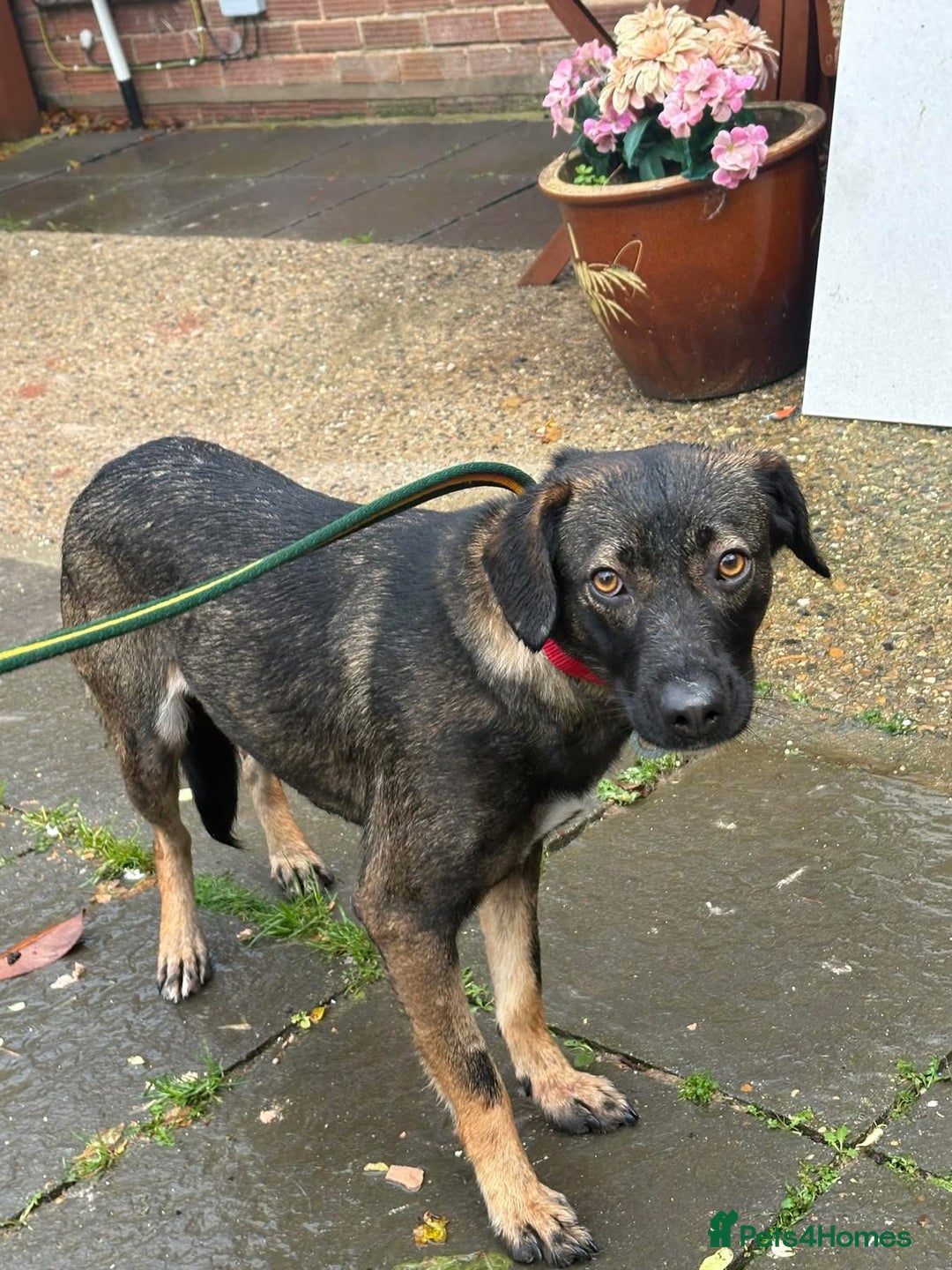 Mixed Breed dogs for adoption: Bubbles - Norwich Norfolk  - Advert 3
