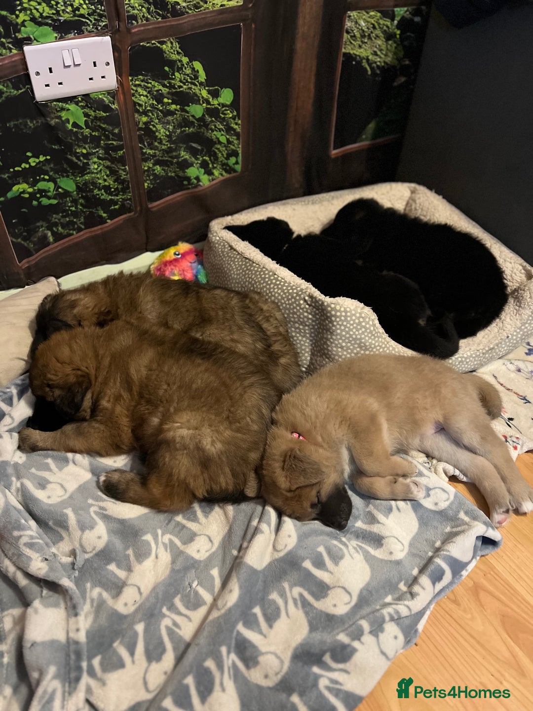 German Shepherd dogs for sale: REDUCED German shepherd puppies 8 was old - Advert 7