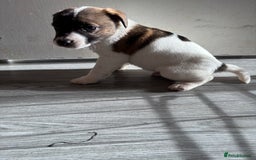 Jack Russell dogs for sale: 3 stunning Jack Russell’s  - Image 10