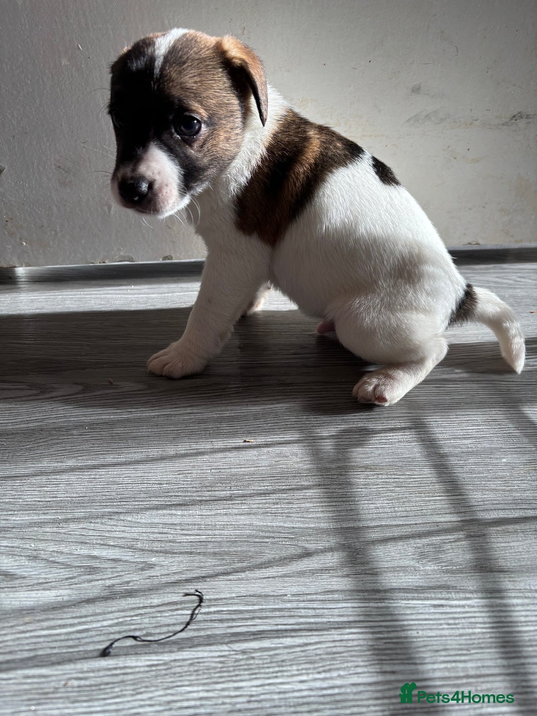 Jack Russell dogs for sale: 3 stunning Jack Russell’s  - Image 10