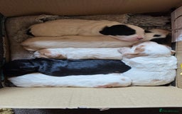 Cocker Spaniel dogs for sale: Working cocker spaniel puppies 1 girl 3 boys  - Image 6