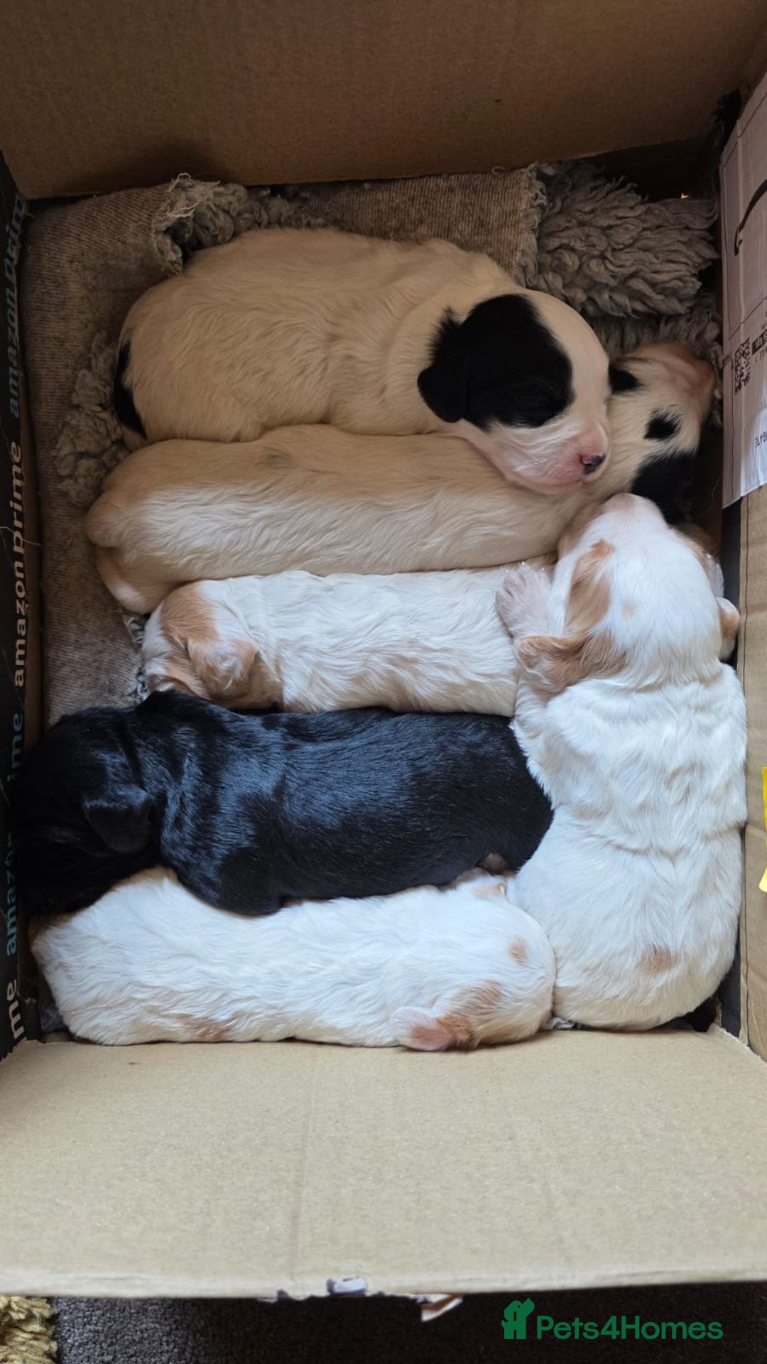 Cocker Spaniel dogs for sale: Working cocker spaniel puppies 1 girl 3 boys  - Image 6