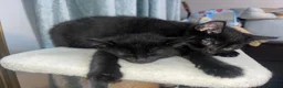 Mixed Breed cats for sale: 4 lively kittens looking for forever homes  - Advert 2
