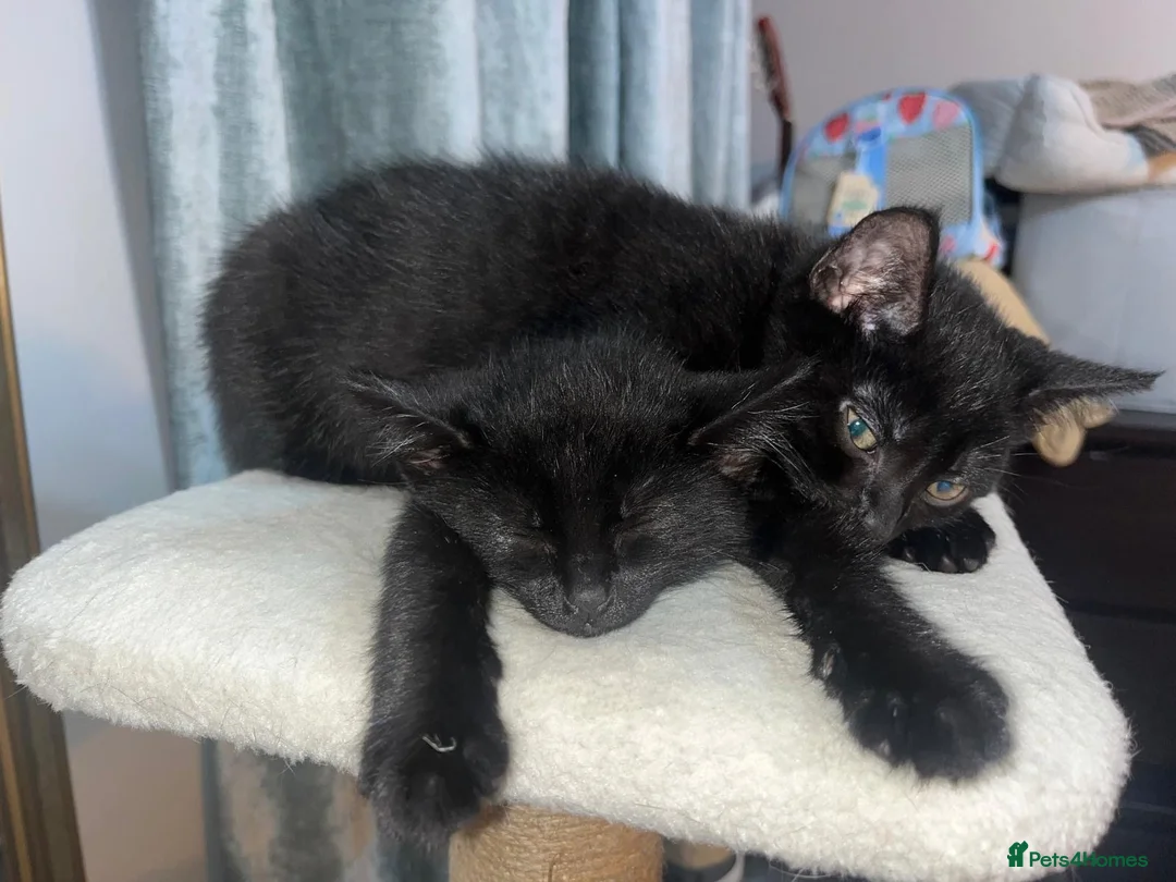 Mixed Breed cats for sale: 4 lively kittens looking for forever homes  - Advert 2