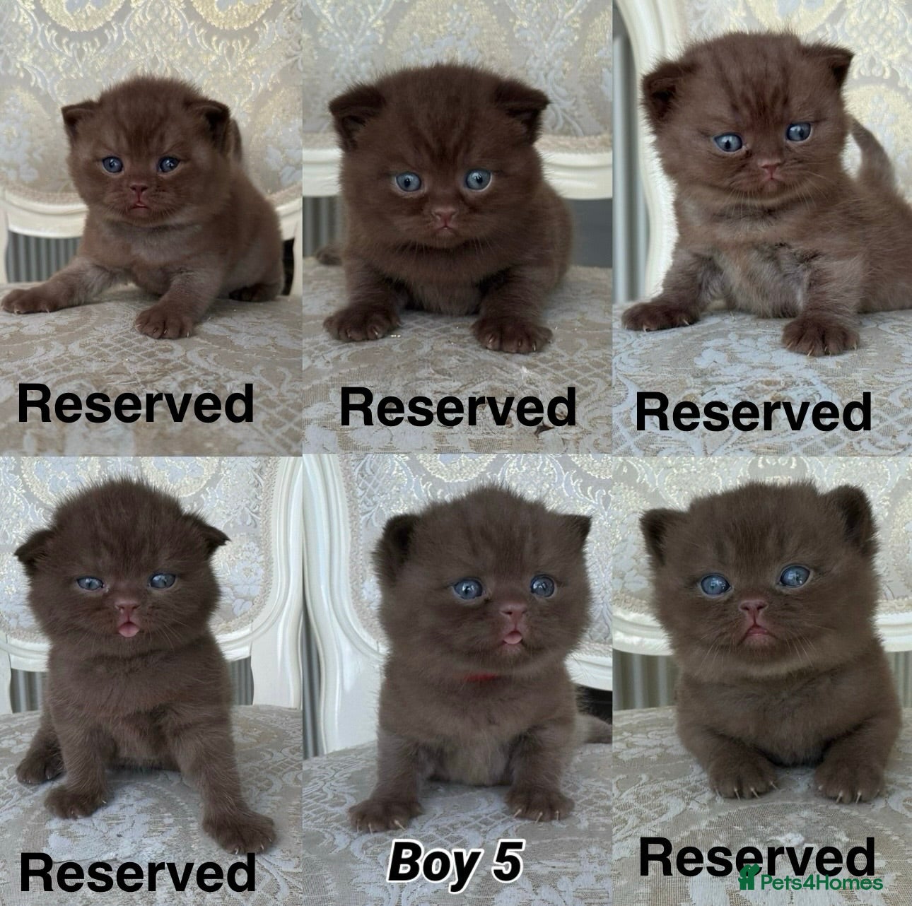 British Shorthair cats Exceptional FIFe Registered BSH Kittens - Advert 1