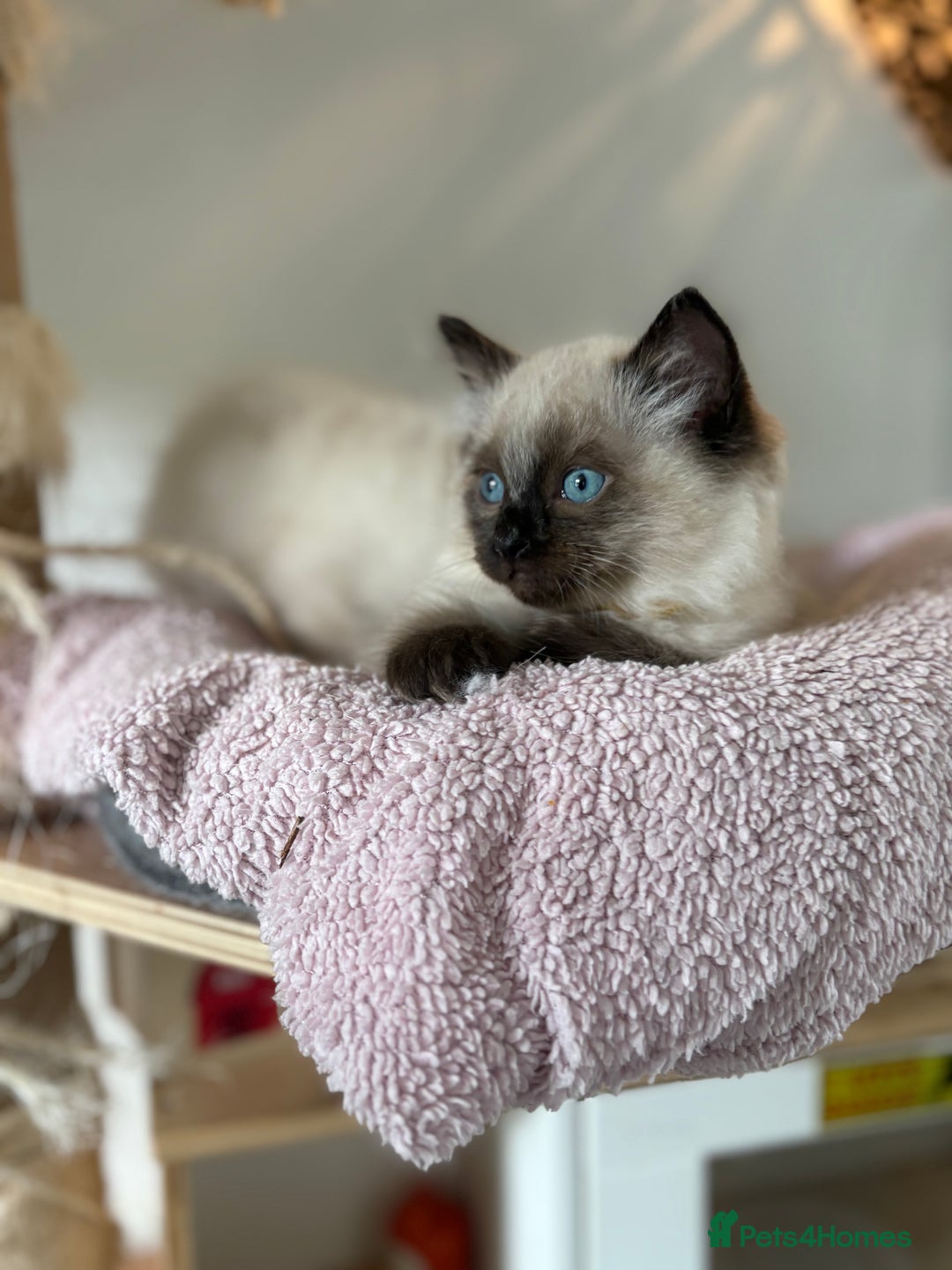 Ragdoll cats for sale: Chunky and fluffy pure ragdolls  in Gateshead - Image 19
