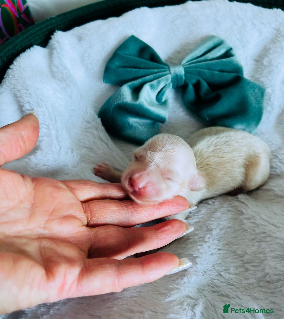 Miniature Dachshund dogs for sale: Creams  -5 Star Breeder ⭐️⭐️⭐️⭐️⭐️ - Advert 2