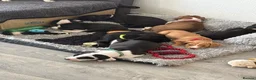 Mixed Breed dogs for sale: Staffie mix breed puppy’s for sale  in Coventry - Advert 2