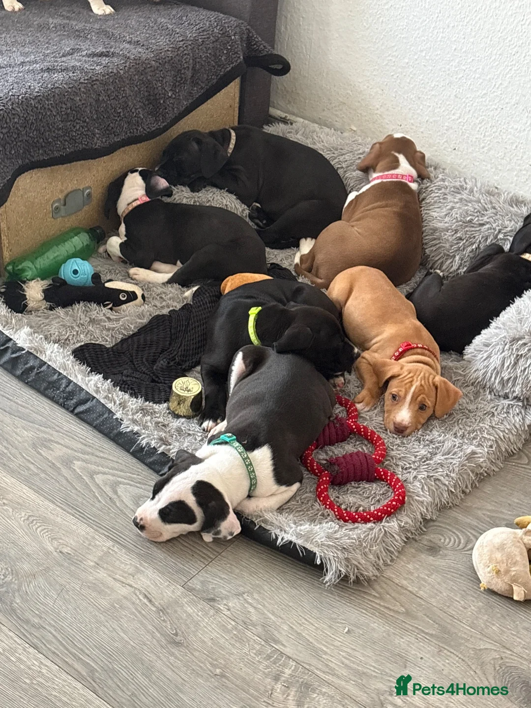 Mixed Breed dogs for sale: Staffie mix breed puppy’s for sale  in Coventry - Advert 2