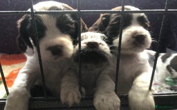 Cocker Spaniel dogs for sale: Gorgeous Working Cocker Spaniel puppies - Image 1
