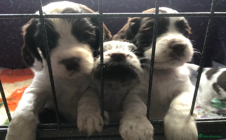 Cocker Spaniel dogs - Advert 2