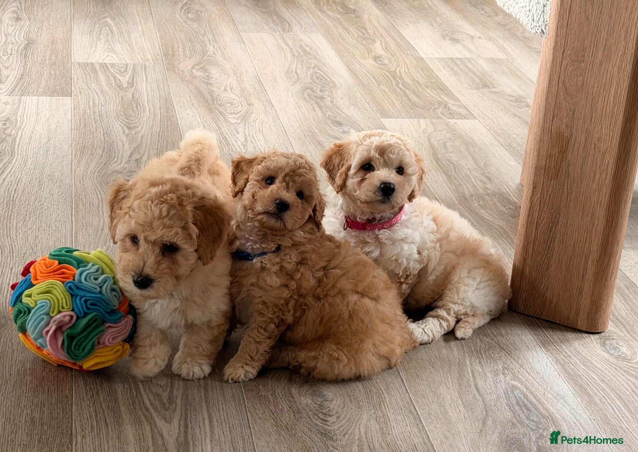 Poochon dogs ✨ Poochon Puppies - ready this week ✨ - Advert 1