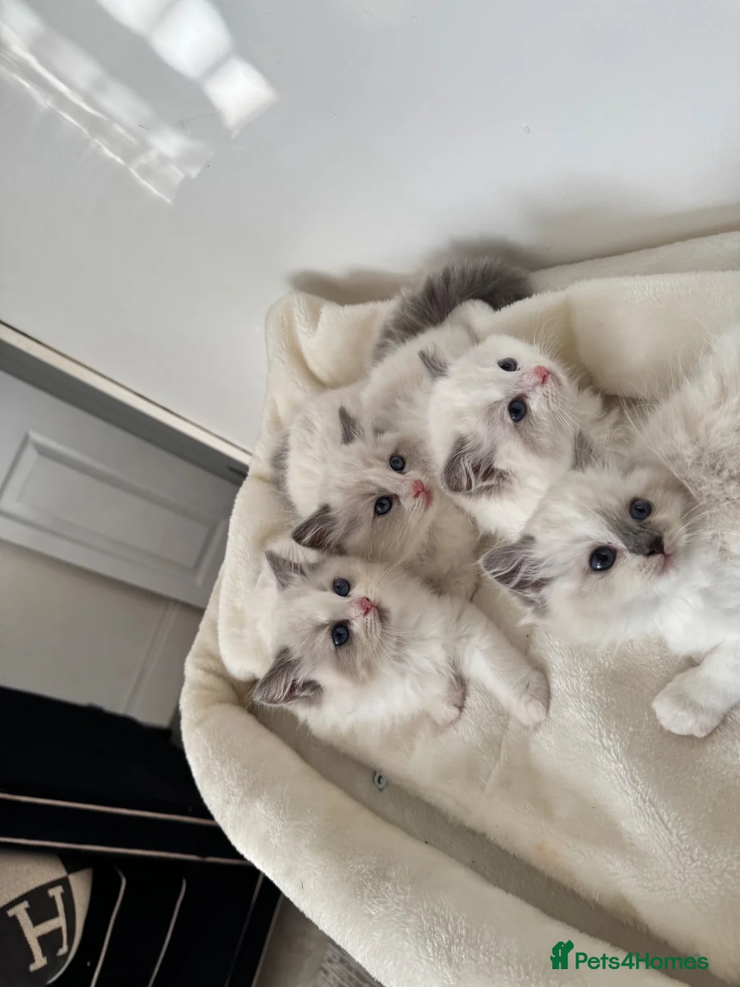 Ragdoll cats for sale: Chunky fluffy babies Available. - Advert 37