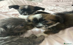 Mixed Breed dogs for sale: Mixed breed puppies - Image 10