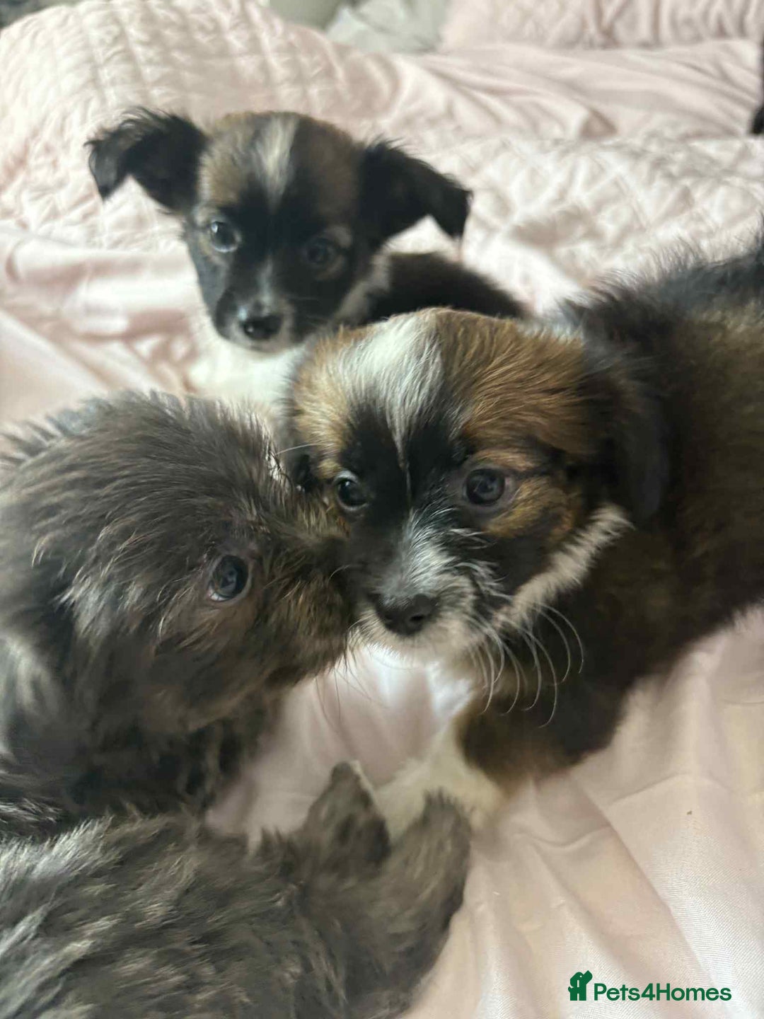 Mixed Breed dogs for sale: Mixed breed puppies - Image 10
