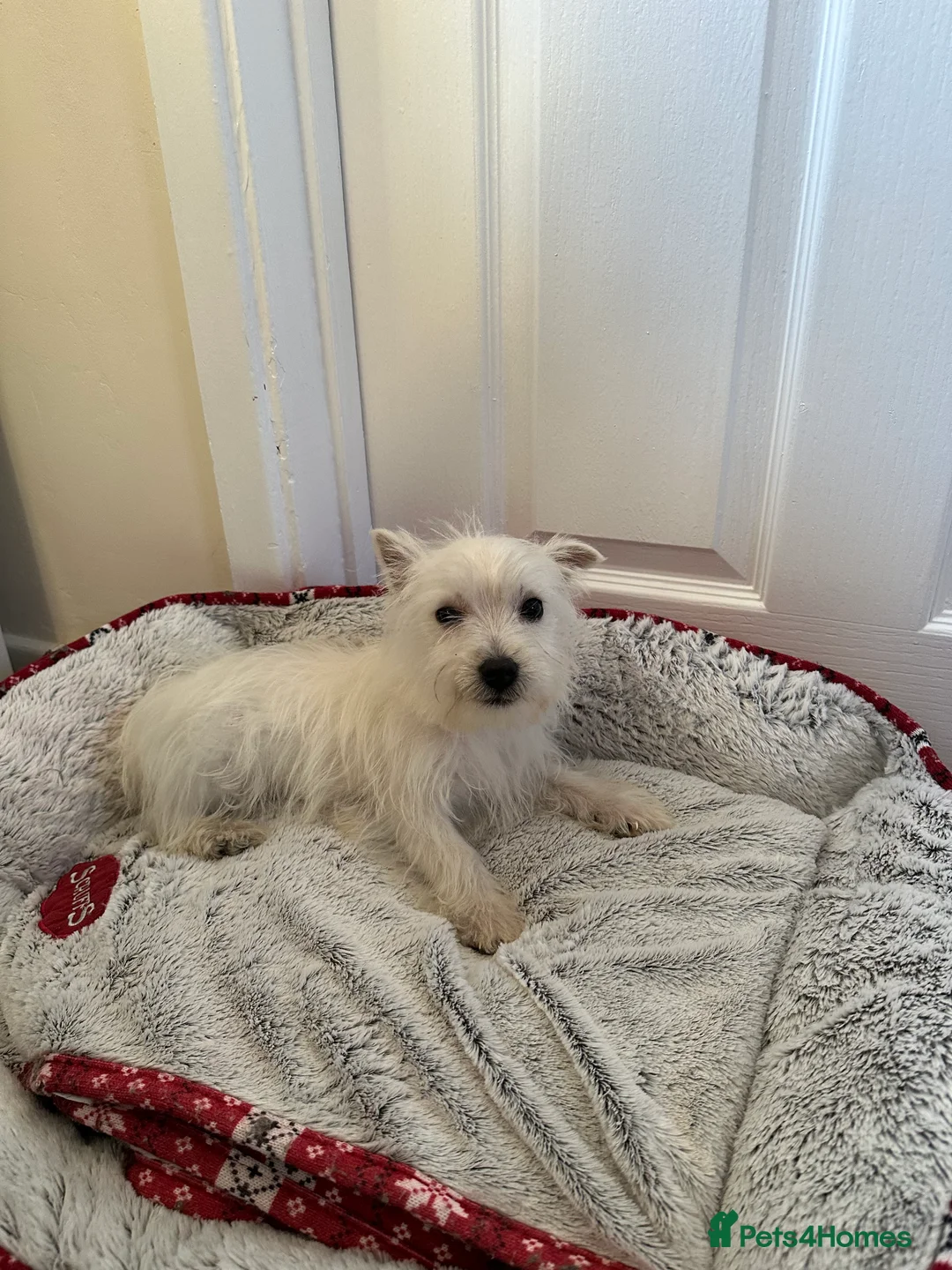 West Highland Terrier dogs for sale: Beautiful West highland terrier puppies  - Advert 5