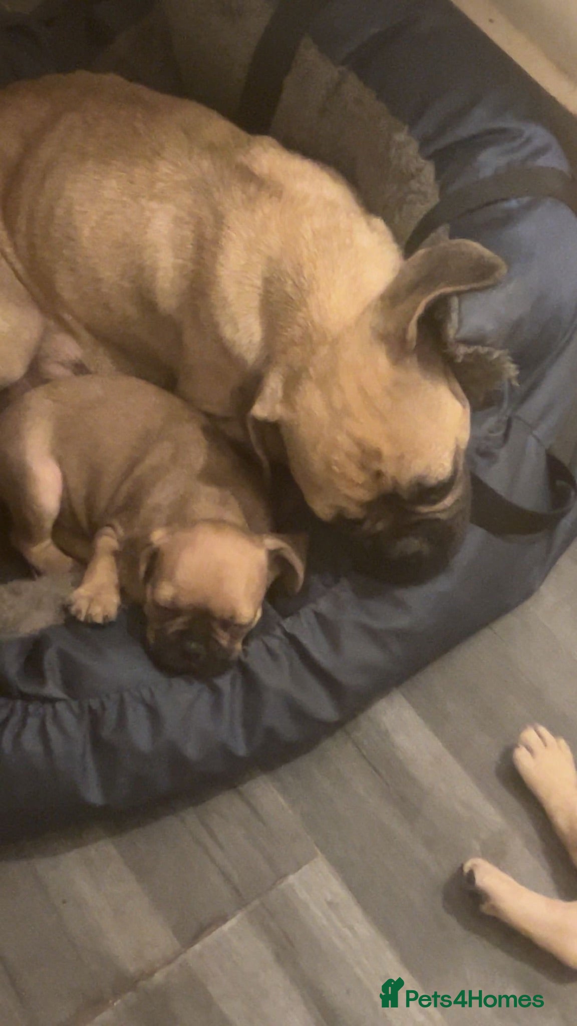 Mixed Breed dogs French pugalier - Advert 1