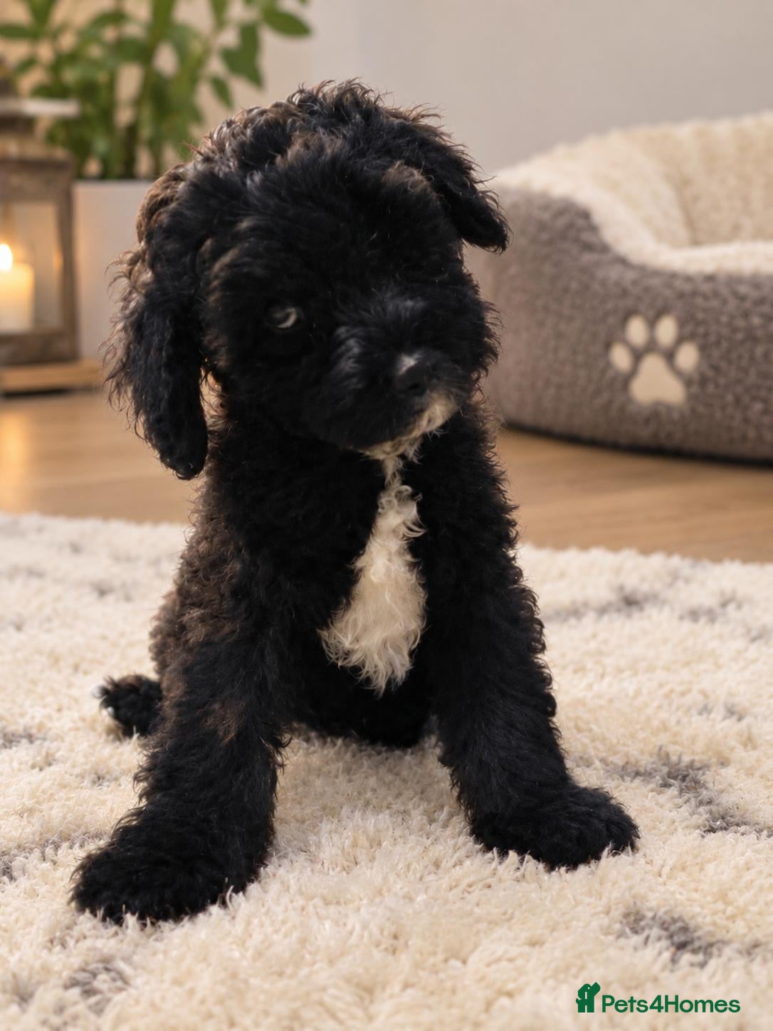 Australian Labradoodle dogs Australian Labradoodle Small Size  - Advert 2