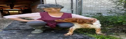 Brittany Spaniel dogs for adoption: Yair   in Worthing - Advert 6