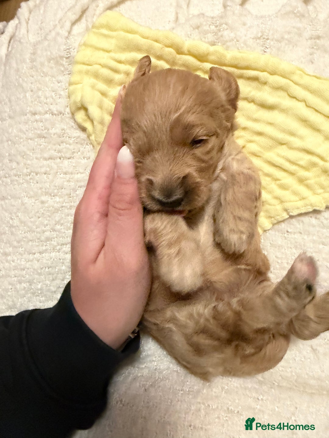 Labradoodle dogs for sale: Labradoodle  - Advert 1