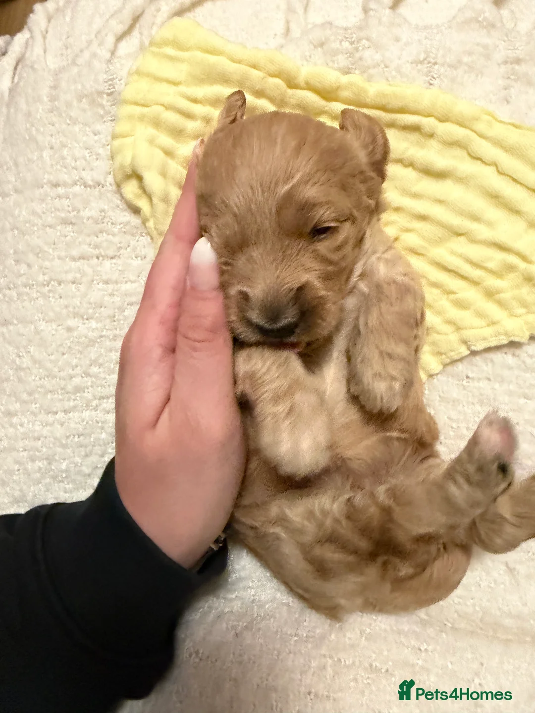 Labradoodle dogs for sale: Labradoodle  - Advert 39