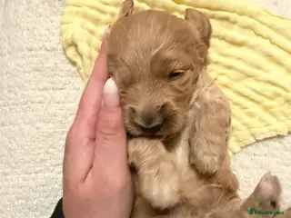 Labradoodle dogs Labradoodle - Advert 15