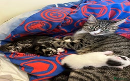 British Shorthair cats for sale: Kittens for sale - Image 17