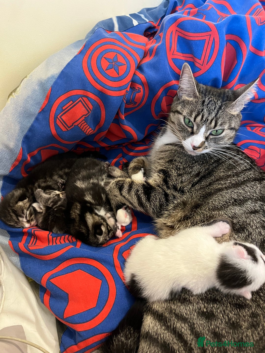 British Shorthair cats for sale: Kittens for sale - Image 17