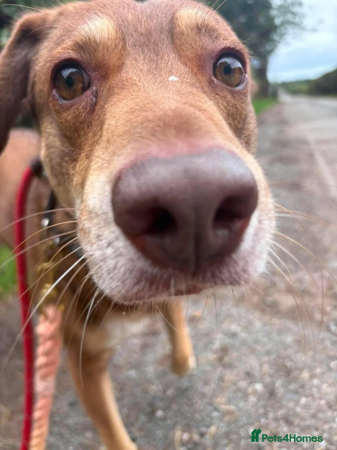 Mixed Breed dogs for adoption: Meet Luca, currently residing in Cheshire  in Nantwich - Advert 2