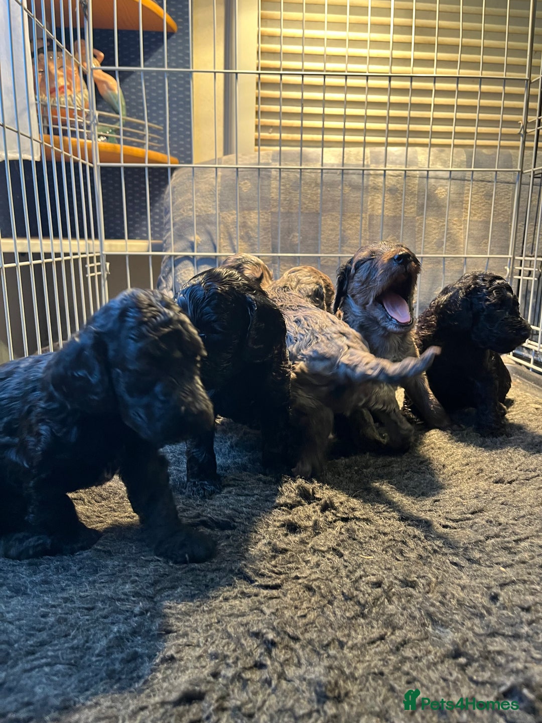 Cockapoo dogs for sale: 5 beautiful cockapoo puppies for sale - Advert 5