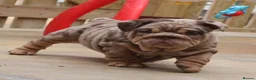 English Bulldog dogs for sale: Gorgeous English Bulldog Pups - Advert 13