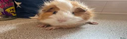 Guinea Pig rodents for sale: Beautiful baby piggies  - Advert 4