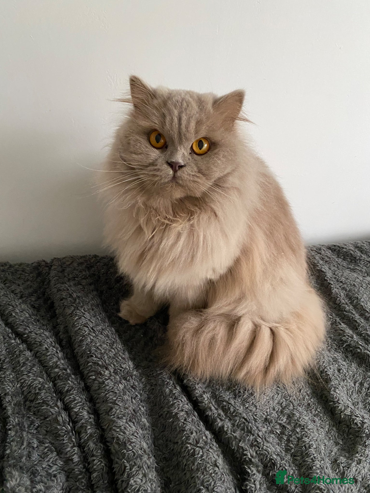 British Shorthair cats British kittens for Rehome  - Advert 2