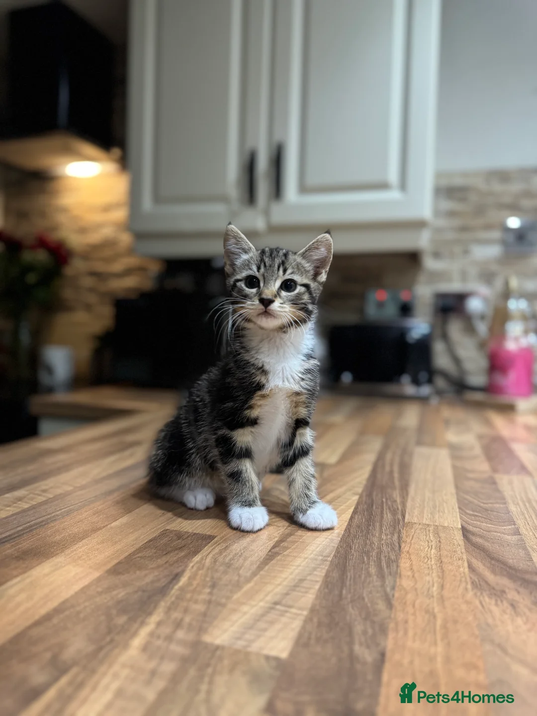 Domestic Shorthair cats for sale: **ONE GIRL LEFT** Female Tabby & Tuxedo Kittens - Advert 1