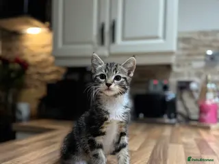 Domestic Shorthair cats Beautiful Female Tabby & Tuxedo Kittens - Advert 22