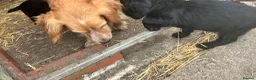 Cocker Spaniel dogs for sale: Working cocker spaniel  - Advert 5
