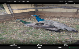 Peafowl poultry for sale: Pair of peacocks  - Image 1