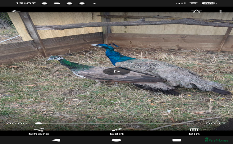 Peafowl poultry - Advert 2