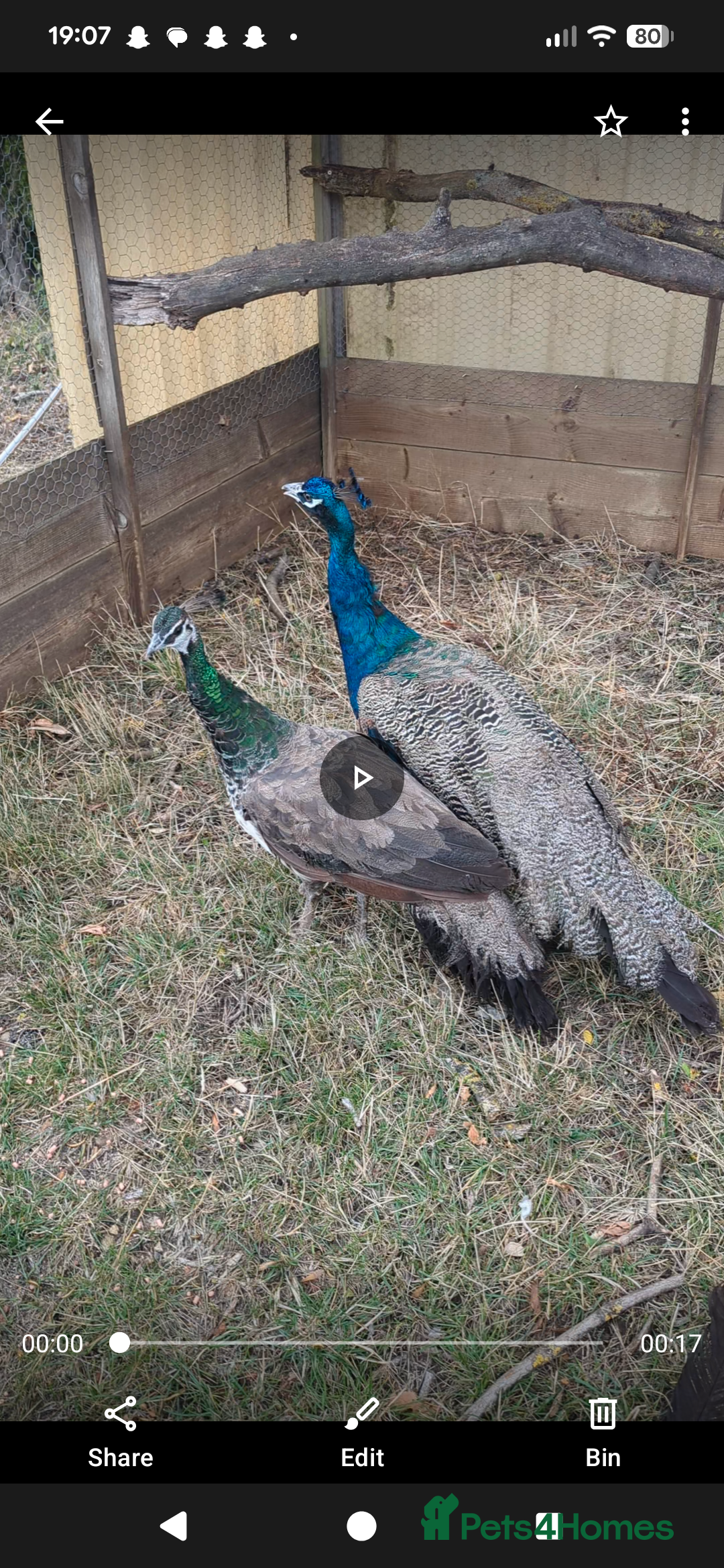 Peafowl poultry for sale: Pair of peacocks  - Image 1