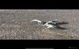 Mixed Breed dogs for sale: Saluki greyhound  - Image 3